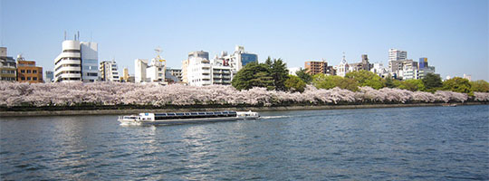 桜満開の天満南公園
